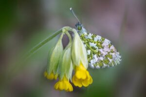 How to Start a Pollinator-Friendly Garden