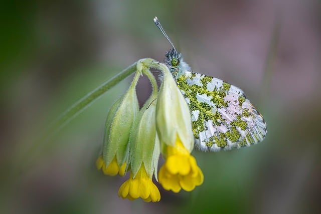 How to Start a Pollinator-Friendly Garden