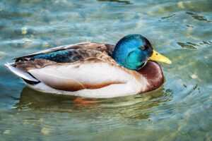 sustainable agriculture definition ap human geography