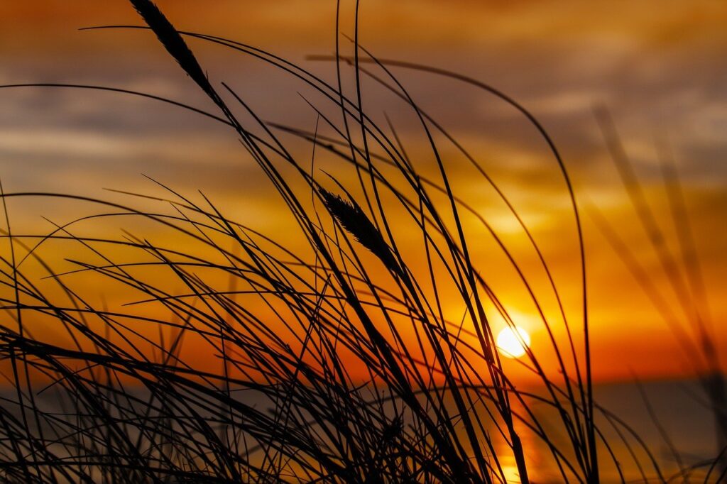 the grasshopper and the bell cricket theme