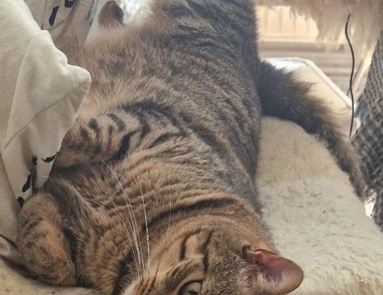 cleaning sofa advice mipimprov