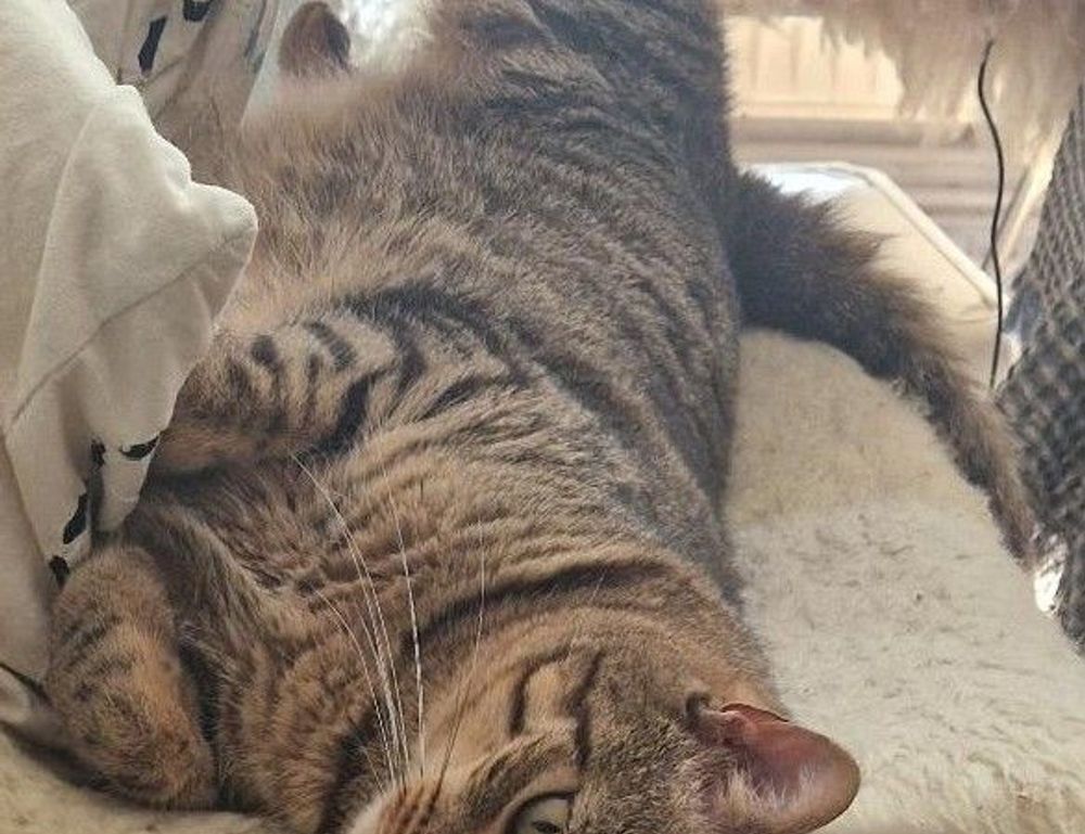 cleaning sofa advice mipimprov