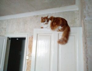 cleaning sofa advice mipimprov