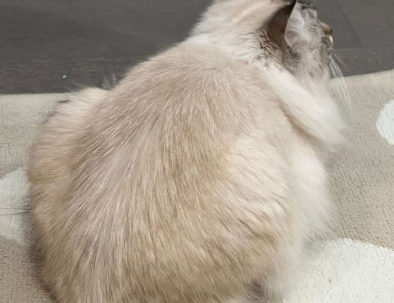 contemporary comfort mipimprov