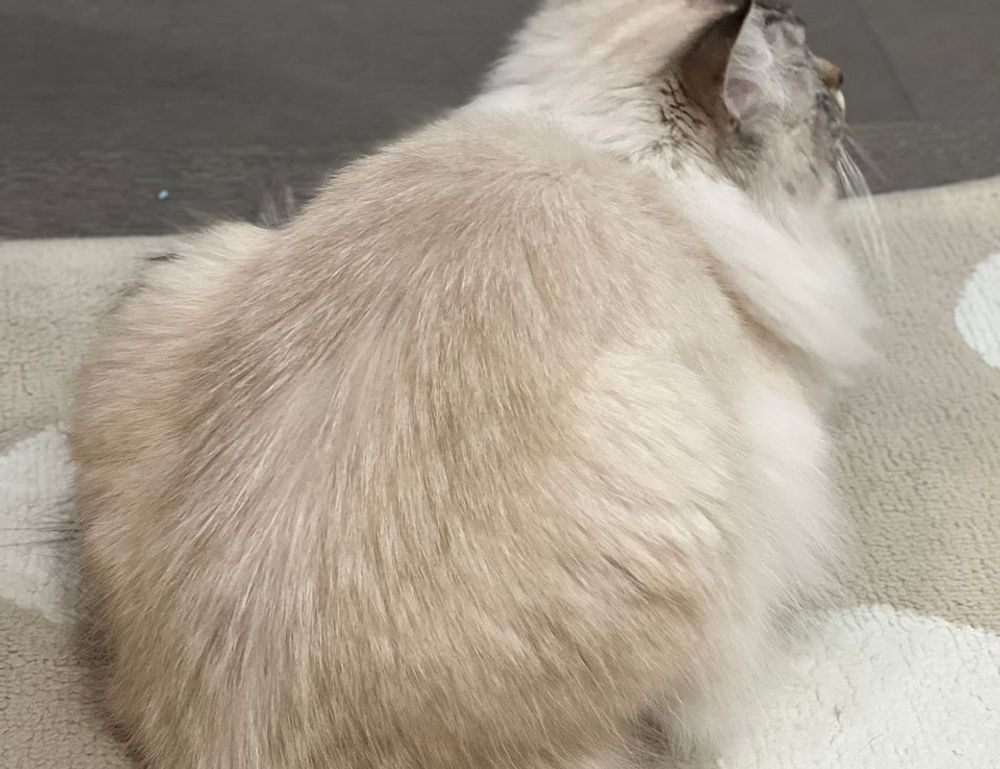 contemporary comfort mipimprov