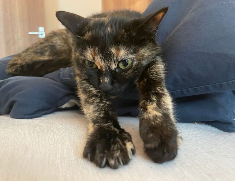 home improvement tips mipimprov