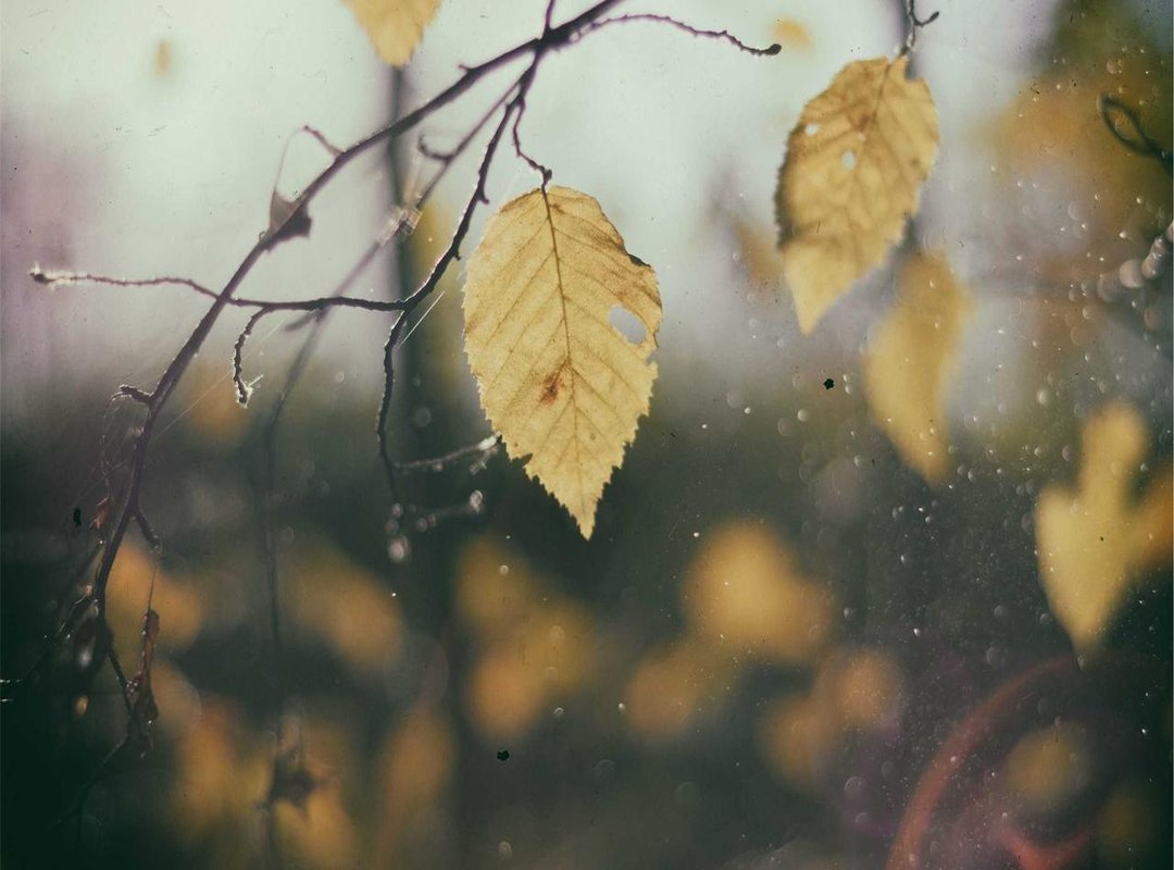 The Flavor Debate: Is a Cloudy Coffee Better?