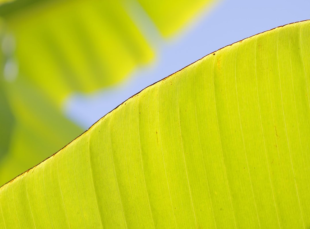 How to Use Lief Kusje GIFs